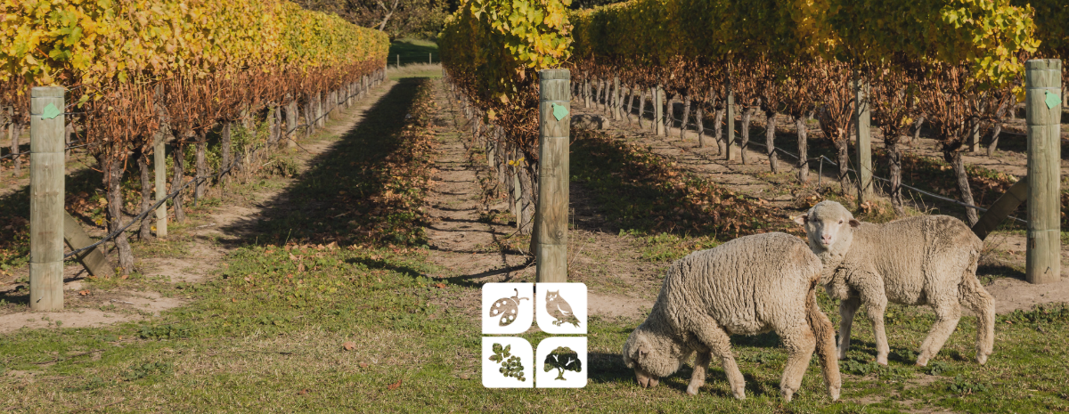 Tailgate | Grazing as a Sustainable Practice for Vineyards